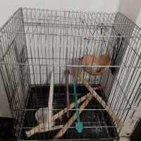قفس|لوازم جانبی حیوانات|محمدیه-قزوین, |دیوار