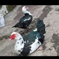 اردک اسرائیلی نر بزرگ وسنگین وزن|حیوانات مزرعه|رشت, حومه رشت|دیوار