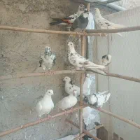 کفتر غریبگیری