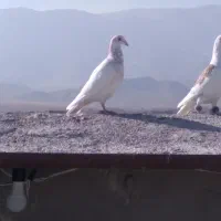 سرورشکلاتی|پرنده|تربت جام, میان جام|دیوار