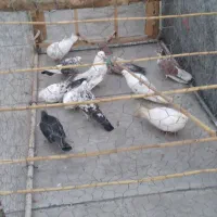 ۱۹۲۹۸۳۷۳|پرنده|ساروق, |دیوار