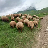 انگوت قشلاق حاجی اللهوردی