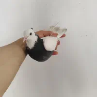 طوقی سیاه ماده