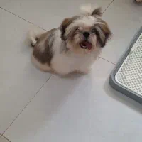 سگ شیتزو سوپر فلت فروشی|سگ|لاهیجان, طالقانی|دیوار