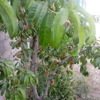 فروش باغ وویلا بابرق وآب وگاز مالکیتی|فروش خانه و ویلا|صوفیان, |دیوار