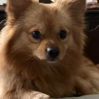 سگ پامر فروش