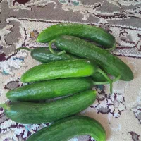 فروش خیار
