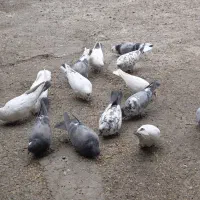 کفتر ،کبوتر پرشی|پرنده|فردیس, کوی نور|دیوار