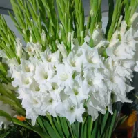 گل رز طبیعی هلندی فقط شاخه ای ۱۵|گل و گیاه طبیعی|قم, انصار‌الحسین|دیوار