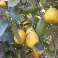 لیمو ترش ارگانیک بدون استفاده از سم