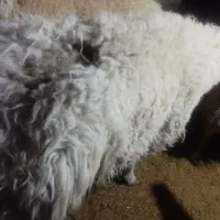 قوچ|حیوانات مزرعه|بجنورد, |دیوار