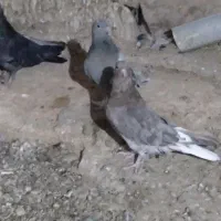 کبوتر پر|پرنده|لاران, |دیوار