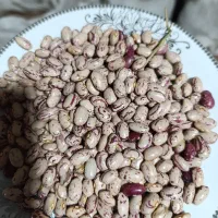 لوبیا چیتی درجه یک