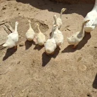 جوجه|حیوانات مزرعه|ضیاء آباد, |دیوار