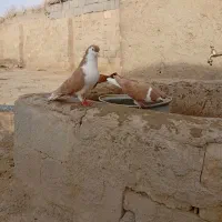 ی جفت کبوتر زرد اصل