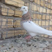 طوقی سرور مهر|پرنده|میبد, |دیوار