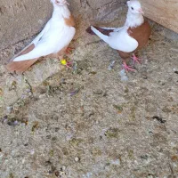 نرو ماده دم زرد دم سرخ بدون عیب|پرنده|شیراز, ریاستی|دیوار