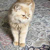 گربه گمشده در محدوده سوزنچی