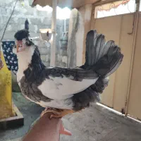 تخم نطفه دار و جوجه گلین