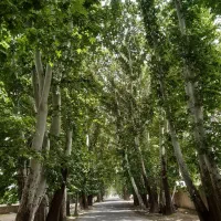 ۴۶۰م باغچه کاسبی شهرکی ‌تهراندشت سعیداباد‌