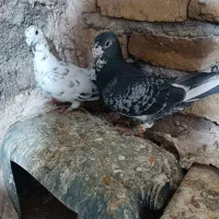 کبوتر|لوازم حمام|تربت‌حیدریه, پائین ولایت|دیوار