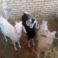 بزغاله دورگ سانن|حیوانات مزرعه|اسلامیه, |دیوار