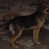 ژرمن ماده چهار ماه توله3توله دوبرمن 3 معاوضه ب