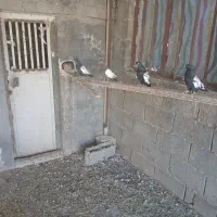 کبوتر قره کویناح|پرنده|ملکان, |دیوار
