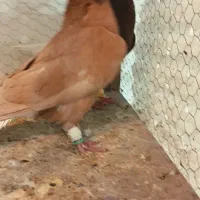 کبوتر|پرنده|مشهد, انصار|دیوار