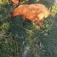 میش پیر بدون بره