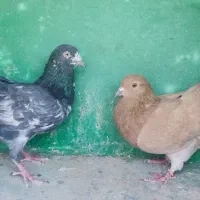 کبوتر پرشی