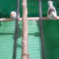 فنچ‌‌مواد|پرنده|کرمان, |دیوار