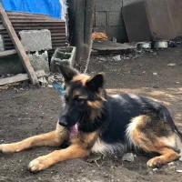 سگ ژرمن|سگ|کلاچای, |دیوار