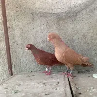 الماسی بی خط