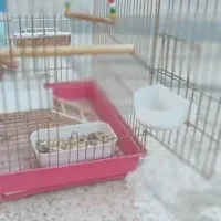 قفس عروس هلندی