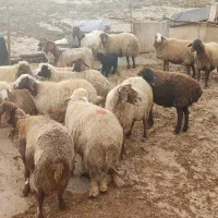 میش وشیشک وبز وتی بز چاق کشتاری|حیوانات مزرعه|خرم‌آباد, |دیوار
