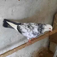 کبوتر شازده سرور