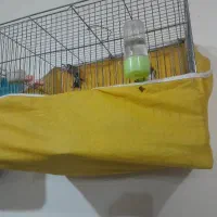 سهره ماده اماده کارداده