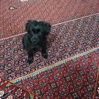 تعویض دوتا سگ نژاددار نر و ماده با سیستم ماشین|سگ|زنجان, |دیوار