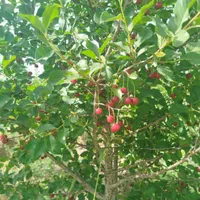 فروش زمین ۶۰۰ متری در روستای زواریان|فروش زمین و ملک کلنگی|سلفچگان, |دیوار