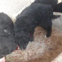 توله قدرجونی|سگ|قهدریجان, |دیوار