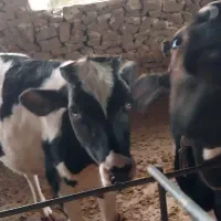 فروش گاو و شنگد|حیوانات مزرعه|کنار تخته و کمار, |دیوار