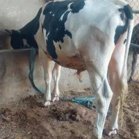 گوساله نر