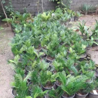 فروش‌فوری‌سیکاس