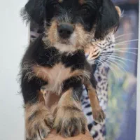 پودل شیواوا