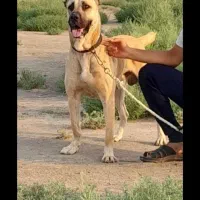 فروش سگ سرابی نگهبان