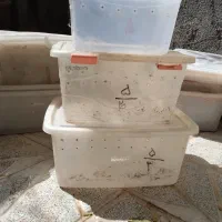 باکس شفاف|ظروف نگهدارنده، پلاستیکی، یکبارمصرف|تربتحیدریه, منظر|دیوار