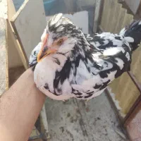 تخم نطفه دار گلین|حیوانات مزرعه|چهارباغ, |دیوار