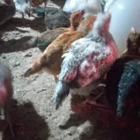 مرغ محلی و بوقلمون گوشتی