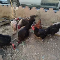 مرغ و خروس